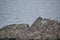 Chinstrap penguins standing on a rocky hillside in Antarctica