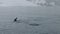 Chinstrap Penguins on Swimming near Half Moon Island