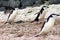 Chinstrap penguins walking on snow in Antarctica