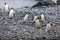 Chinstrap pinguins