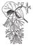 Chionanthus Virginica vintage illustration