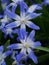 Chionodoxa Flowers Closeup