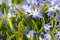 Chionodoxa flowers closeup