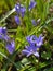 Chionodoxa forbesii or Forbes` glory-of-the-snow, bulbous perennial from south-west Turkey flowering in early spring