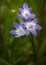 Chionodoxa Giant Blue early spring