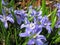 Chionodoxa glory of the snow blue flowers macro