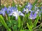 Chionodoxa glory of the snow blue flowers macro