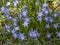 Chionodoxa luciliae, the Bossier`s glory-of-the-snow. Flowers for the garden, parks, landscape design, delighted attractive