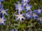 Chionodoxa luciliae, the Bossier`s glory-of-the-snow, Lucile`s glory-of-the-snow,. Flowers for the garden, parks, landscape desi