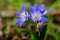 Chionodoxa luciliae - Glory of the snow