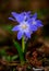 Chionodoxa luciliae - Glory of the snow