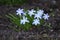 Chionodoxa luciliae Scilla luciliae flowers in spring garden, Gatchina, Russia