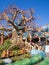 Chip and Dale\'s Tree House at the Toontown section of the Disneyland Park