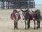 Chip and pin donkeys at blackpool beach