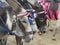 Chip and pin donkeys at blackpool beach