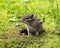 Chipmunk animal photo.  Chipmunk animal close-up in its burrow hole.