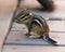 Chipmunk animal Photos.  Chipmunk animal baby.  Baby Chipmunk