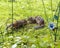 Chipmunk animal Stock Photos.   Chipmunks animal mother and babies in the garden. Three chipmunks animal