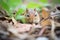 chipmunk arranging leaves in burrow for bedding