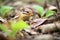 chipmunk arranging leaves in burrow for bedding