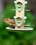 Chipmunk on a Bird Feeder