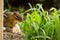 Chipmunk breakfast