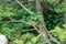 Chipmunk climbing a tree in Grand Rapids Michigan