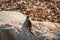 Chipmunk climbing up a rock