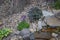 Chipmunk climbs up rocks next to a backyard water feature