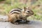 Chipmunk on the deck