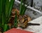 Chipmunk devours his breakfast on ledge