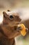 Chipmunk eating apple