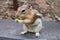 Chipmunk eating a chocolate candy