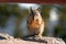 Chipmunk eating a cookie in a park