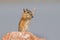 Chipmunk eating grass grain on a rock