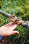 Chipmunk eating from hand at Japanese national park