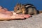 Chipmunk Eating a Nut from Tourists Hand