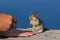 Chipmunk Eating a Nut from Tourists Hand