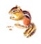 Chipmunk Eating Nuts Watercolor Wild Animals Illustration Hand Painted