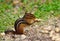 Chipmunk Eating Peanut