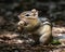 CHIPMUNK EATING A PEANUT