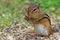 Chipmunk Eating Peanut