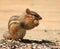 Chipmunk eating a peanut