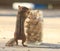 Chipmunk eating a peanut