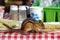 Chipmunk Eating on Picnic Table