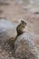 Chipmunk Eating on a Rock