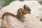 Chipmunk Eating on Rocks at Yankee Boy Basin, Mount Sneffels Wilderness, Ouray, Colorado #2