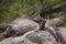 A Chipmunk eats a nut in a forest in the taiga.