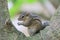 Chipmunk eats on a tree