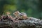 Chipmunk in Fall